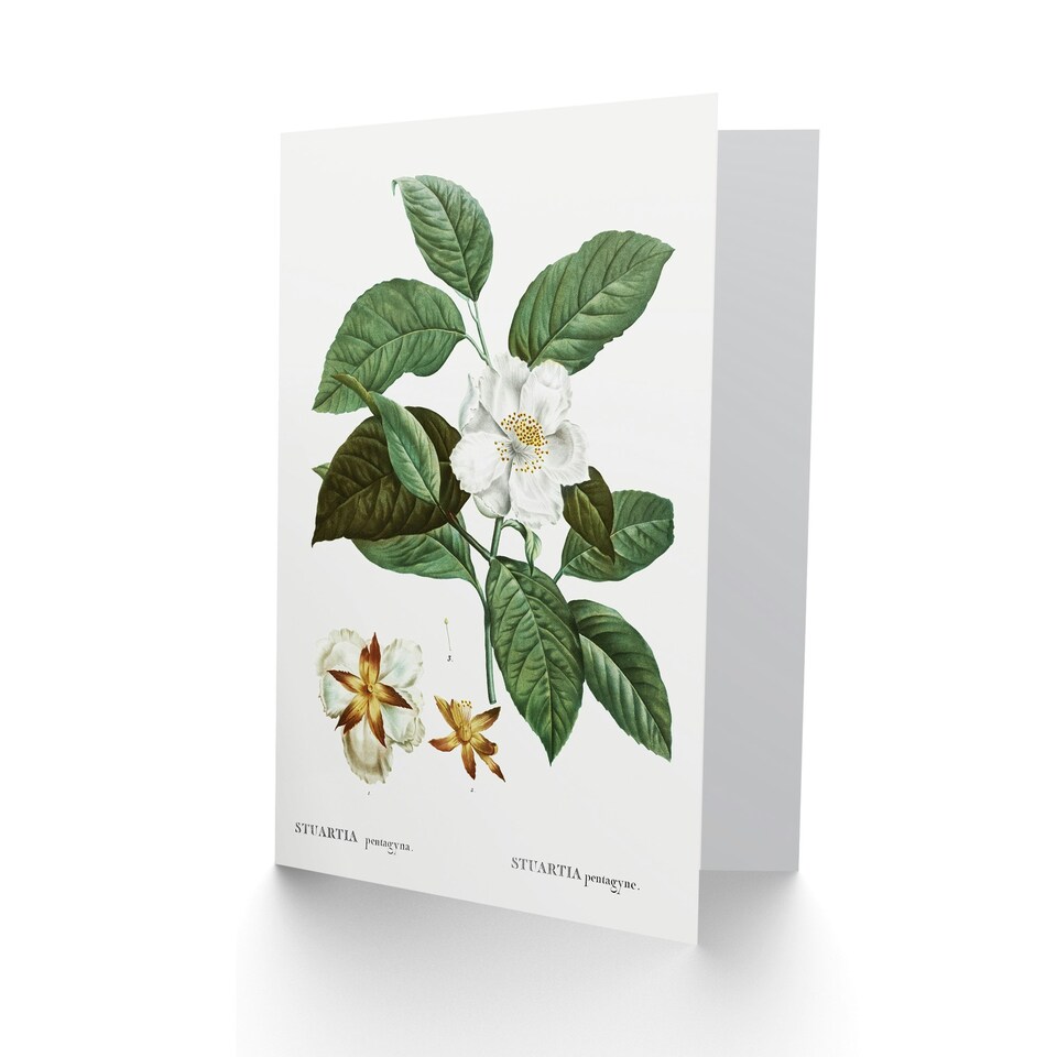 image 1 of Pierre-Joseph Redouté Art Card Mountain Camellia Flower