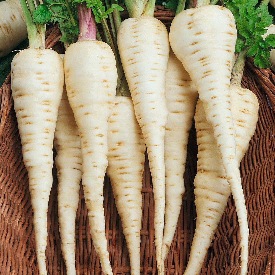 image 1 of Marshalls Garden Parsnip Seeds Gladiator F1 600 seeds