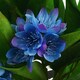 image 2 of 18cm Artificial Freesia Plant Blue Flowering