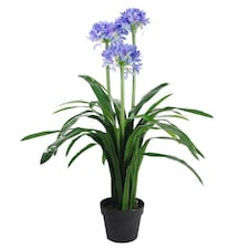 Blue Flower Plant Plants Agapanthus  90cm