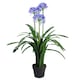 image 1 of Blue Flower Plant Plants Agapanthus  90cm