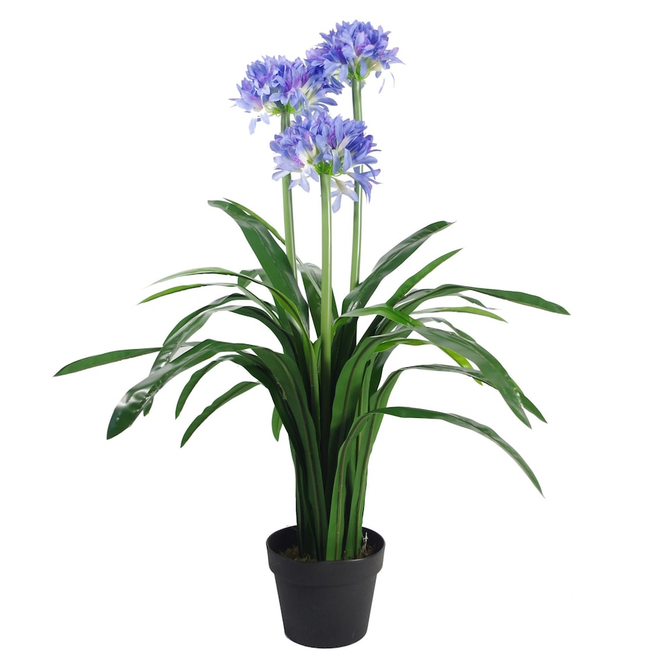 image 1 of Blue Flower Plant Plants Agapanthus  90cm