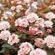 image 6 of Marshalls Garden Physocarpus 'Little Joker' - 3 x 9cm Plants