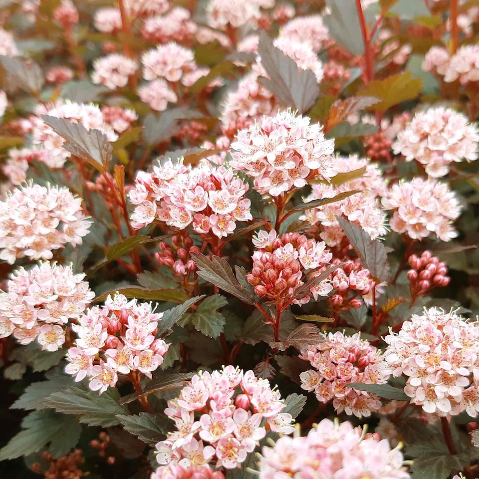 image 1 of Marshalls Garden Physocarpus 'Little Joker' - 3 x 9cm Plants