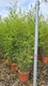 image 1 of Extra Large Bamboo Phyllostachys Bissetii 5-6ft Tall in a 1012 Litre Pot By Direct Plants