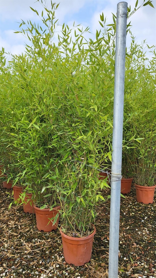 image 1 of Extra Large Bamboo Phyllostachys Bissetii 5-6ft Tall in a 1012 Litre Pot By Direct Plants
