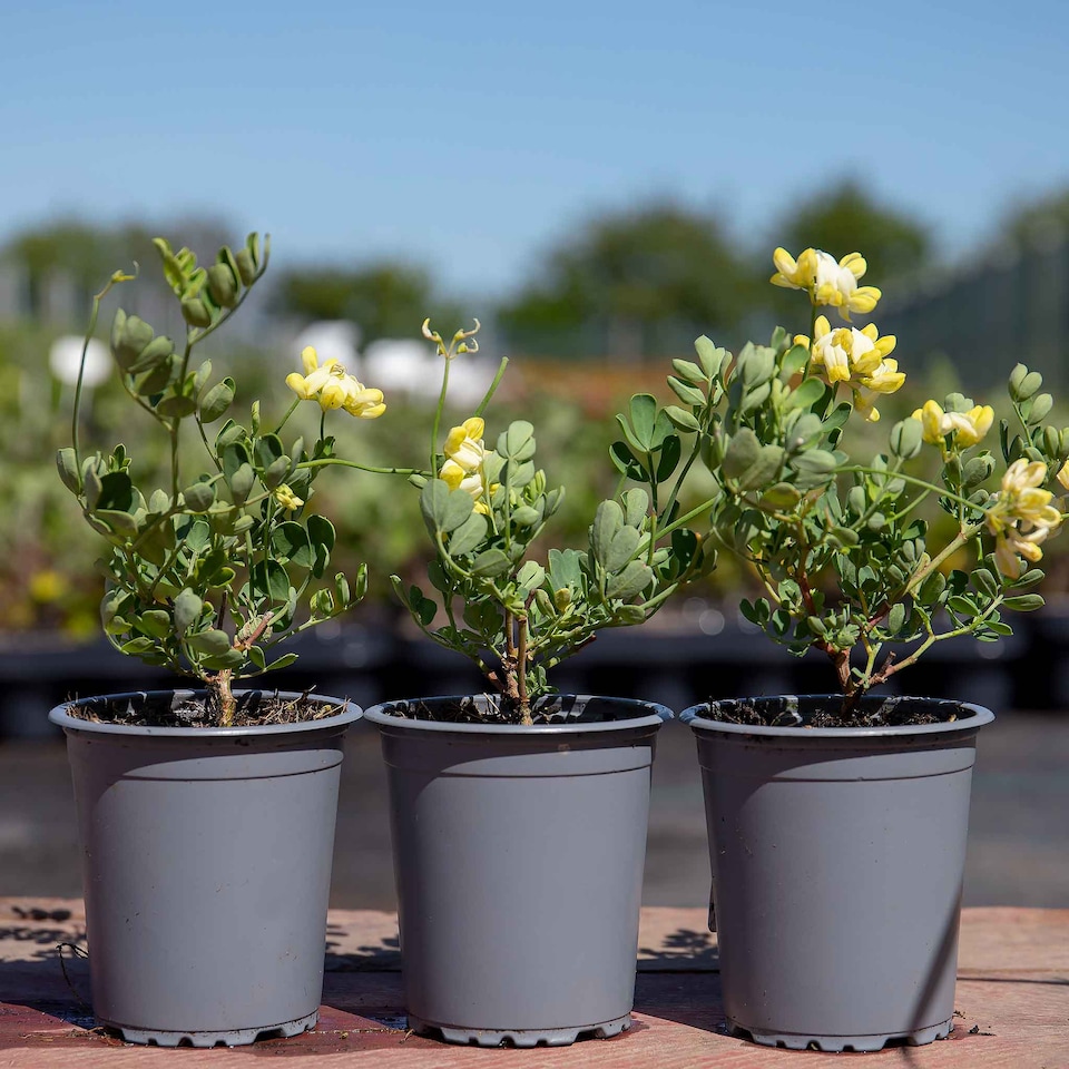 image 1 of Marshalls Garden Coronilla 'Glauca Citrina' Fragrant Evergreen 3 x 9cm