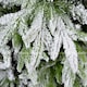 image 3 of 10FT Green Lapland Snow Covered Christmas Tree | White | 10ft