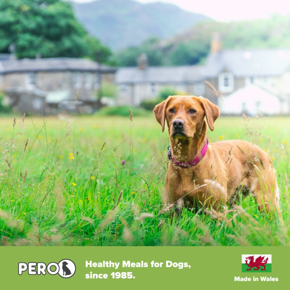 image 1 of Pero Cold Pressed Dog Food - Chicken with Wholesome Grains | Brown | 5kg | Chicken | 1