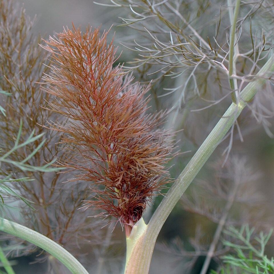 Fennel Giant Bronze Herb Plant Foeniculum Vulgare 9cm Pot