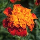 image 1 of Marshalls Garden Marigold Seeds Firebird - Fiery Mix for Pots & Borders 75 seeds