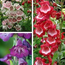 Penstemon Ice Cream 9 Jumbo Plug Plants + 10 Flower Seeds