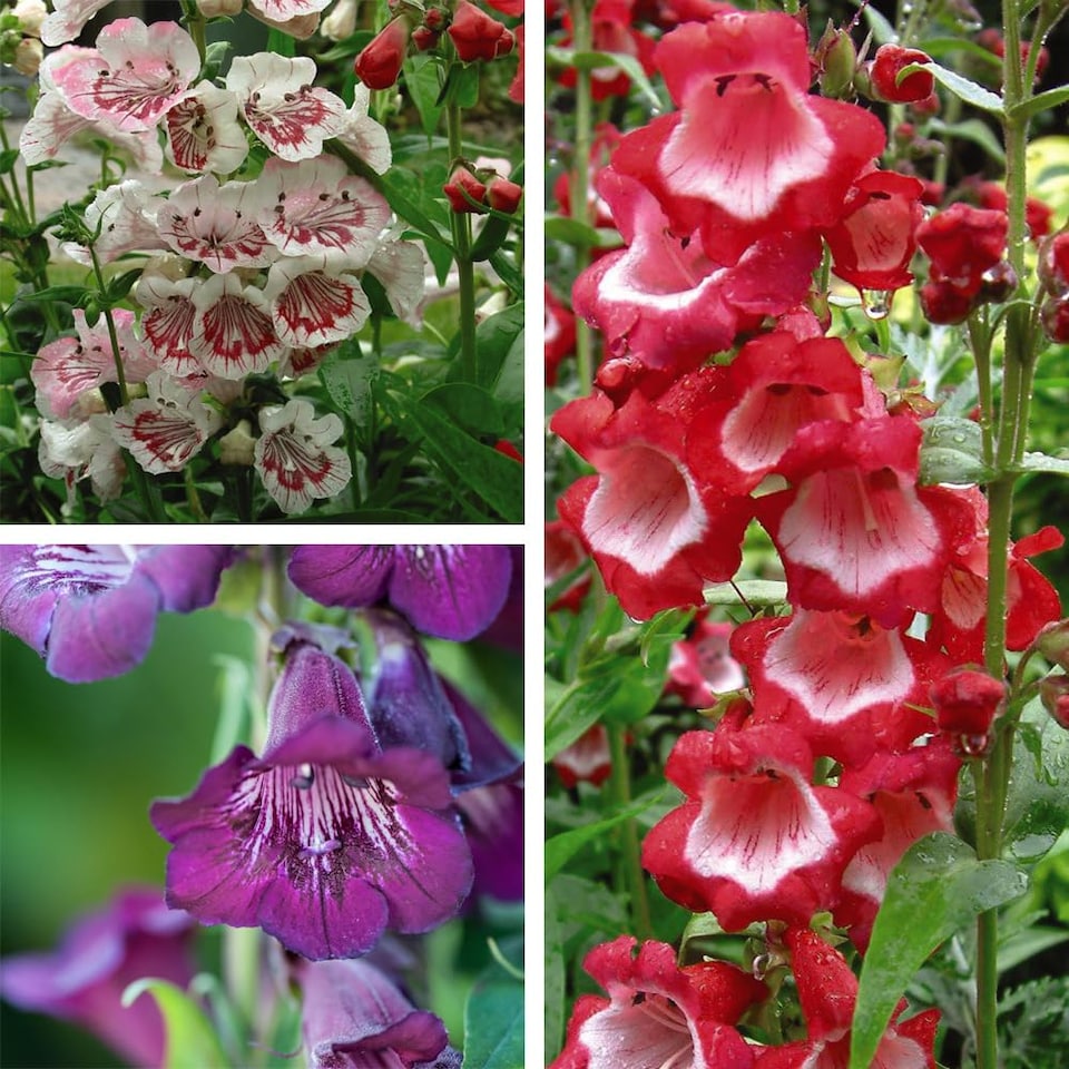 image 1 of Penstemon Ice Cream 9 Jumbo Plug Plants + 10 Flower Seeds