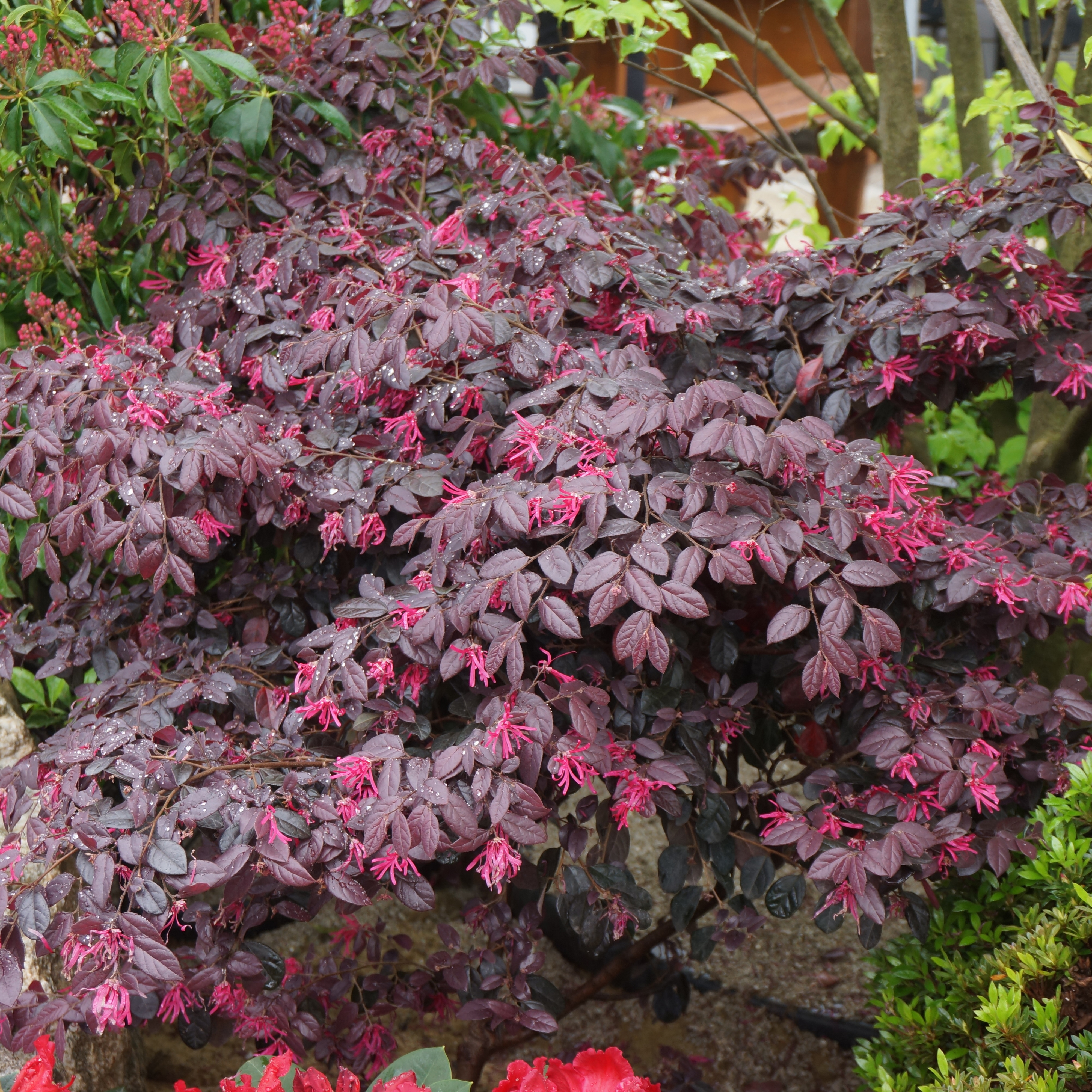 Chinese Witch Hazel Loropetalum Chinensis 'Black Pearl' in a 15cm