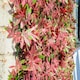 image 2 of Primrose Red Acer Artificial Hedge Garden Patio Panels 50cm x 50cm Set of 2