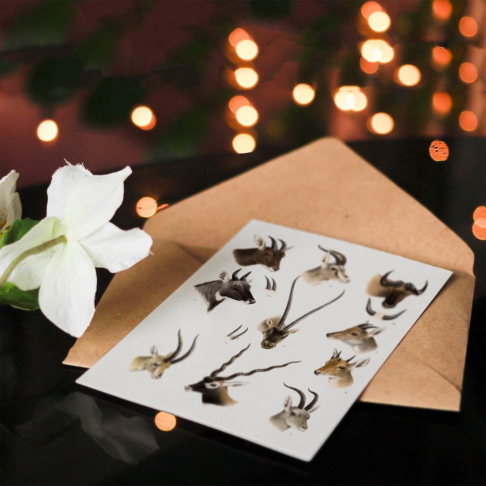 image 1 of Richard Lydekker Art Card Bovidae Animals Vintage Illustration