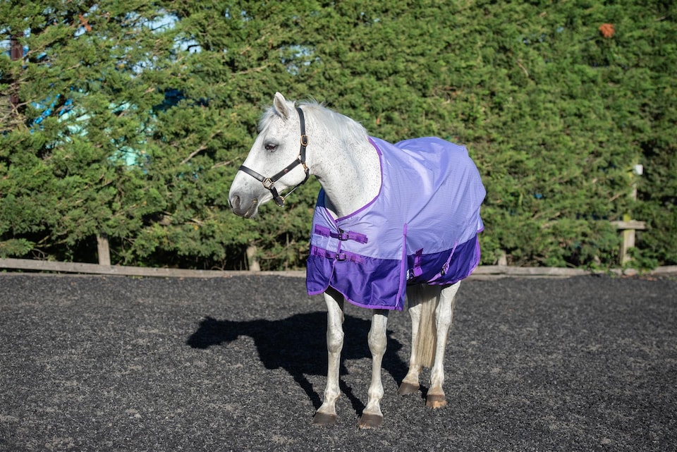 image 1 of eQuitack 600D Waterproof Horse Turnout Rug 0g No Fill Regular Neck Lavender/Purple 6'3''
