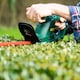 image 7 of Webb Classic 500W 50cm Electric Hedge Trimmer