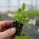 image 5 of Marshalls Garden Petunia Tumbelina Anna 6 plug plants