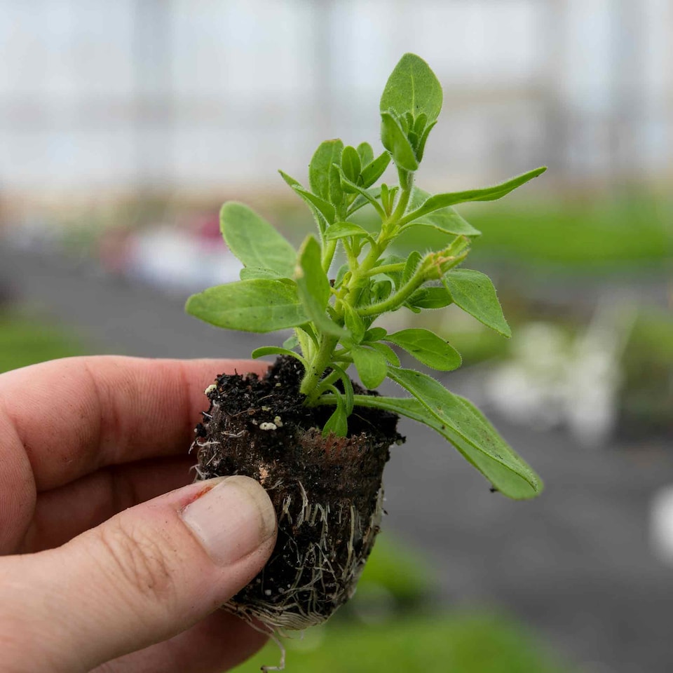 image 1 of Marshalls Garden Petunia Tumbelina Anna 6 plug plants