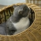 image 8 of PawHut Wicker Cat House with Washable Cushion for Indoor Cats, Light Brown