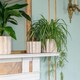 image 3 of Kew Organic Ripple Bone Planter - Earthenware - L17 x W17 x H14 cm - Ivory | Cream