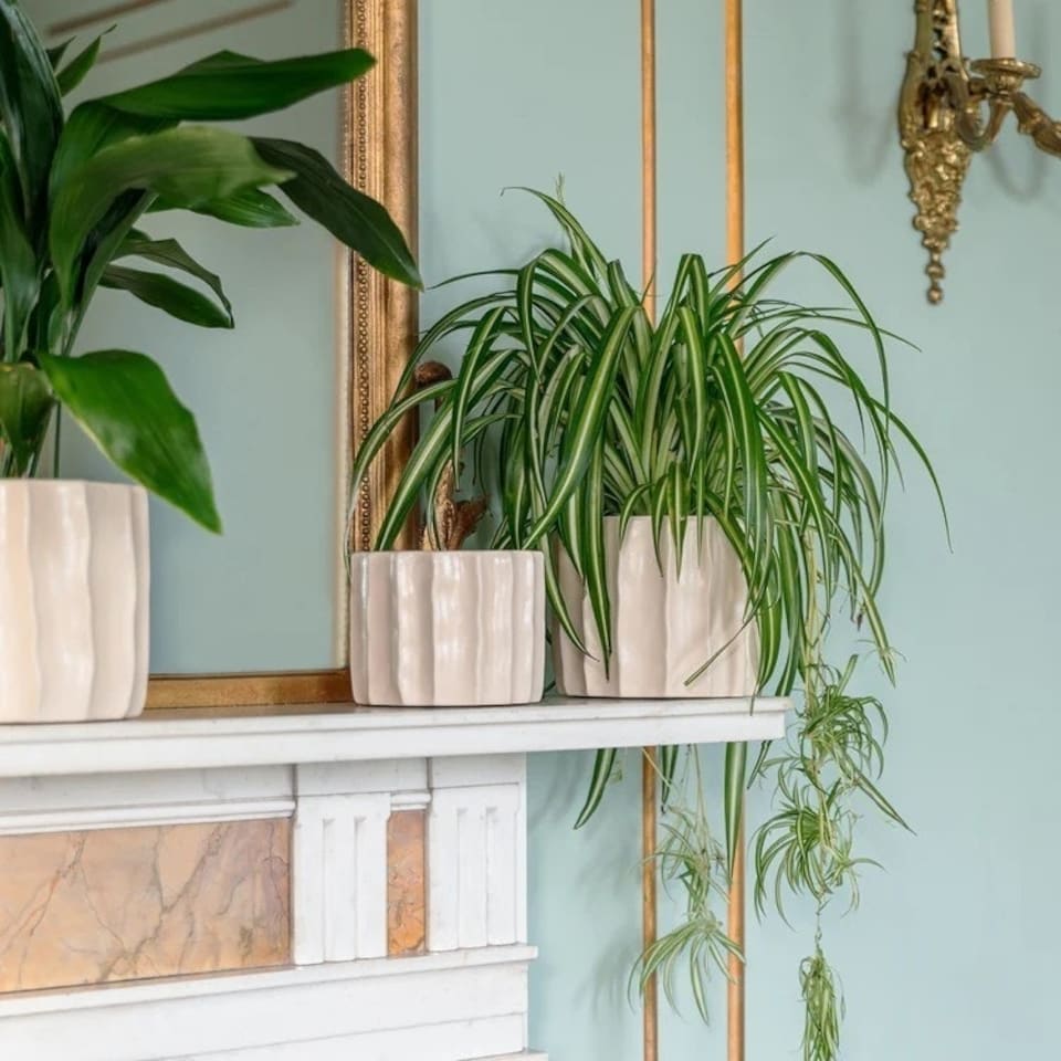 image 1 of Kew Organic Ripple Bone Planter - Earthenware - L17 x W17 x H14 cm - Ivory | Cream
