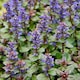 image 5 of Carbeth Plants Perennial Favourites Mixed - 2 x Jumbo 6 Pack Bedding Plants - Garden Ready