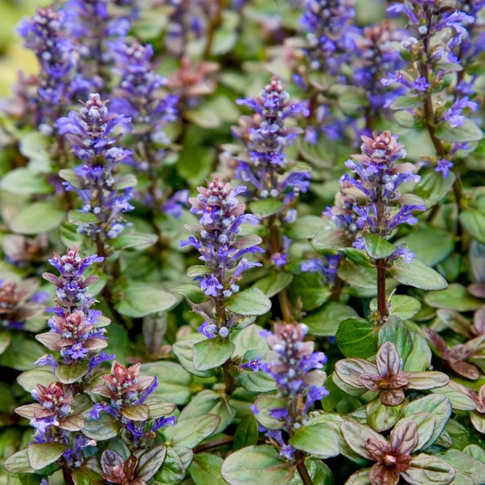 image 1 of Carbeth Plants Perennial Favourites Mixed - 2 x Jumbo 6 Pack Bedding Plants - Garden Ready