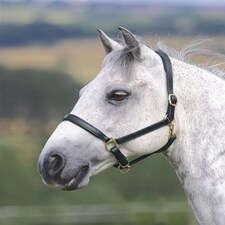 Shires Blenheim Ragley Lined Leather Headcollar Black | Size: Pony
Colour: Black