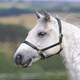 image 1 of Shires Blenheim Ragley Lined Leather Headcollar Black | Size: Pony
Colour: Black