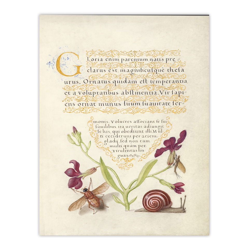 image 1 of Model Book of Calligraphy Framed Wall Art Gillyflower Fly Mayfly and Snail
