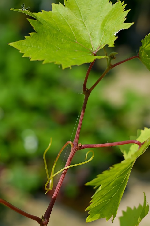 image 1 of Grape Vine 'Bianca' - Disease-Resistant Outdoor White Variety