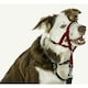 image 5 of Halti Dog Head Collar - Red - 1