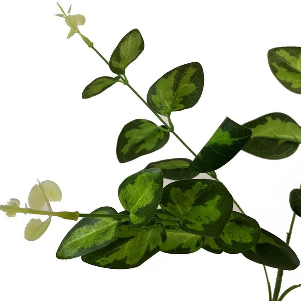 image 1 of Variegated Leaf Spray (Single Stem Flower) - Plastic - L5 x W20 x H62 cm - Green