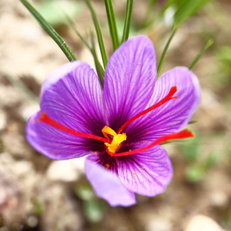 image 1 of YouGarden Saffron Crocus, Crocus sativus, 20 x Bulbs Size 9/10, Fragrant Autumn Flowers, Ready To Plant