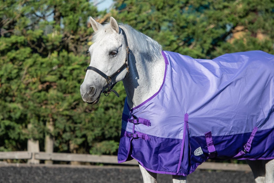 image 1 of eQuitack 600D Waterproof Horse Turnout Rug 0g No Fill Regular Neck Lavender/Purple 6'3''