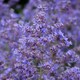image 1 of Marshalls Garden Perovskia 'Bluesette' 6 Seeds