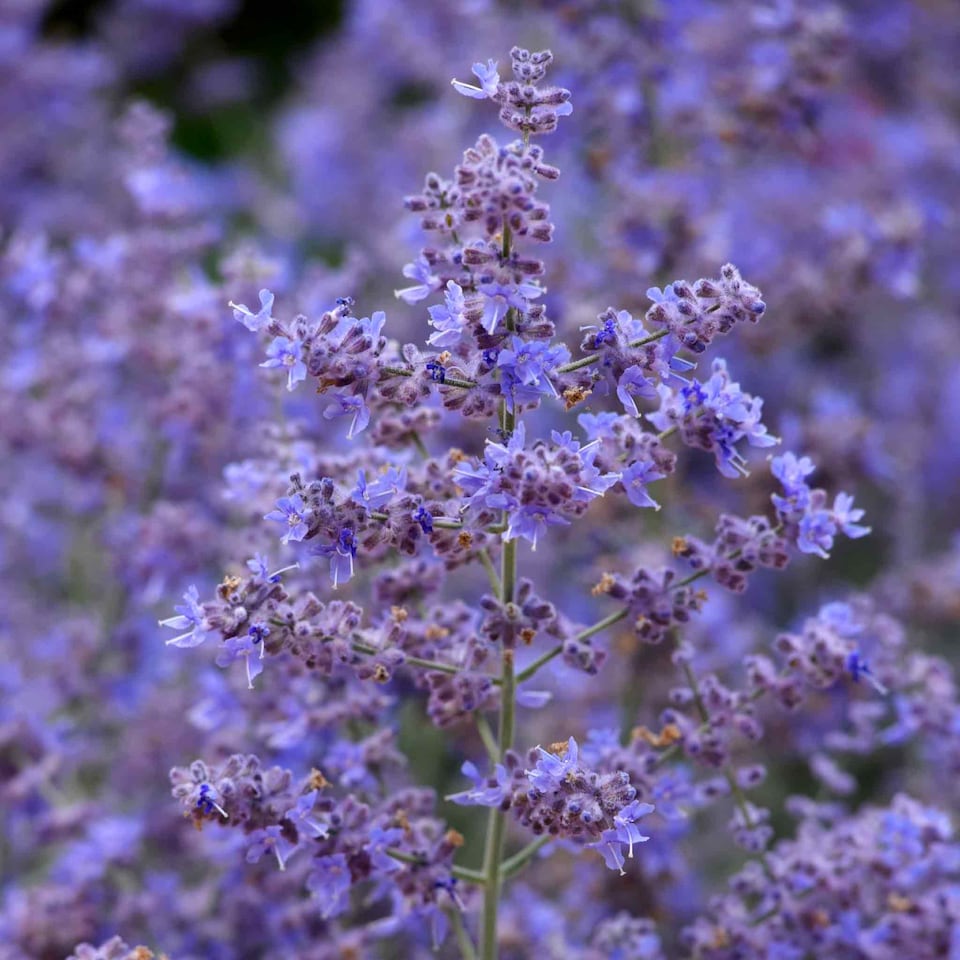 image 1 of Marshalls Garden Perovskia 'Bluesette' 6 Seeds