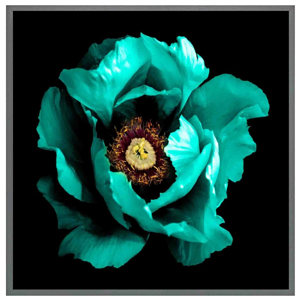 image 1 of Cyan peony flower (Picutre Frame) White | XL