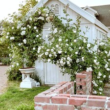 Carbeth Plants Climbing Rose Bush in 3L Pot - Choose Your Colour - Ideal for Walls, Pillars, Trellises and Arches | Pink