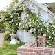image 1 of Carbeth Plants Climbing Rose Bush in 3L Pot - Choose Your Colour - Ideal for Walls, Pillars, Trellises and Arches | Pink
