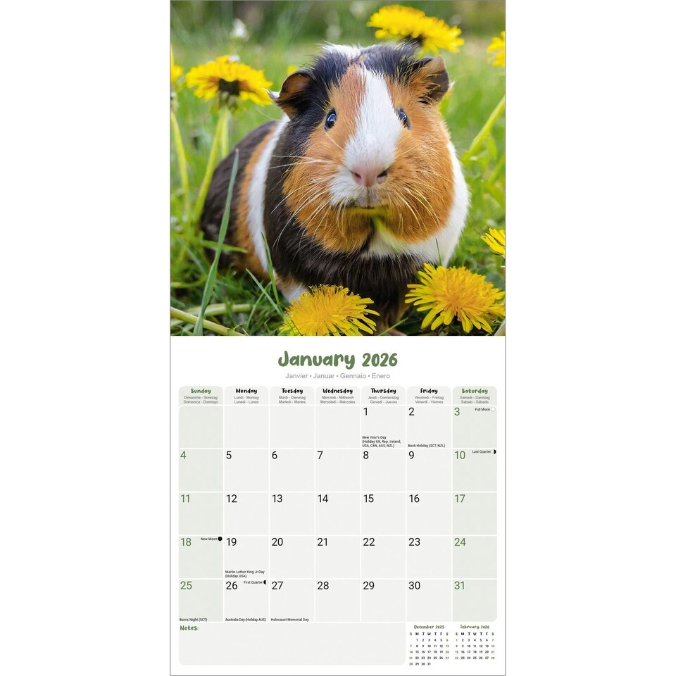 image 1 of Guinea Pigs 2026 Calendar | Square Wall Calendar | Animal Gift | Plastic Free Packaging | by Avonside Publishing