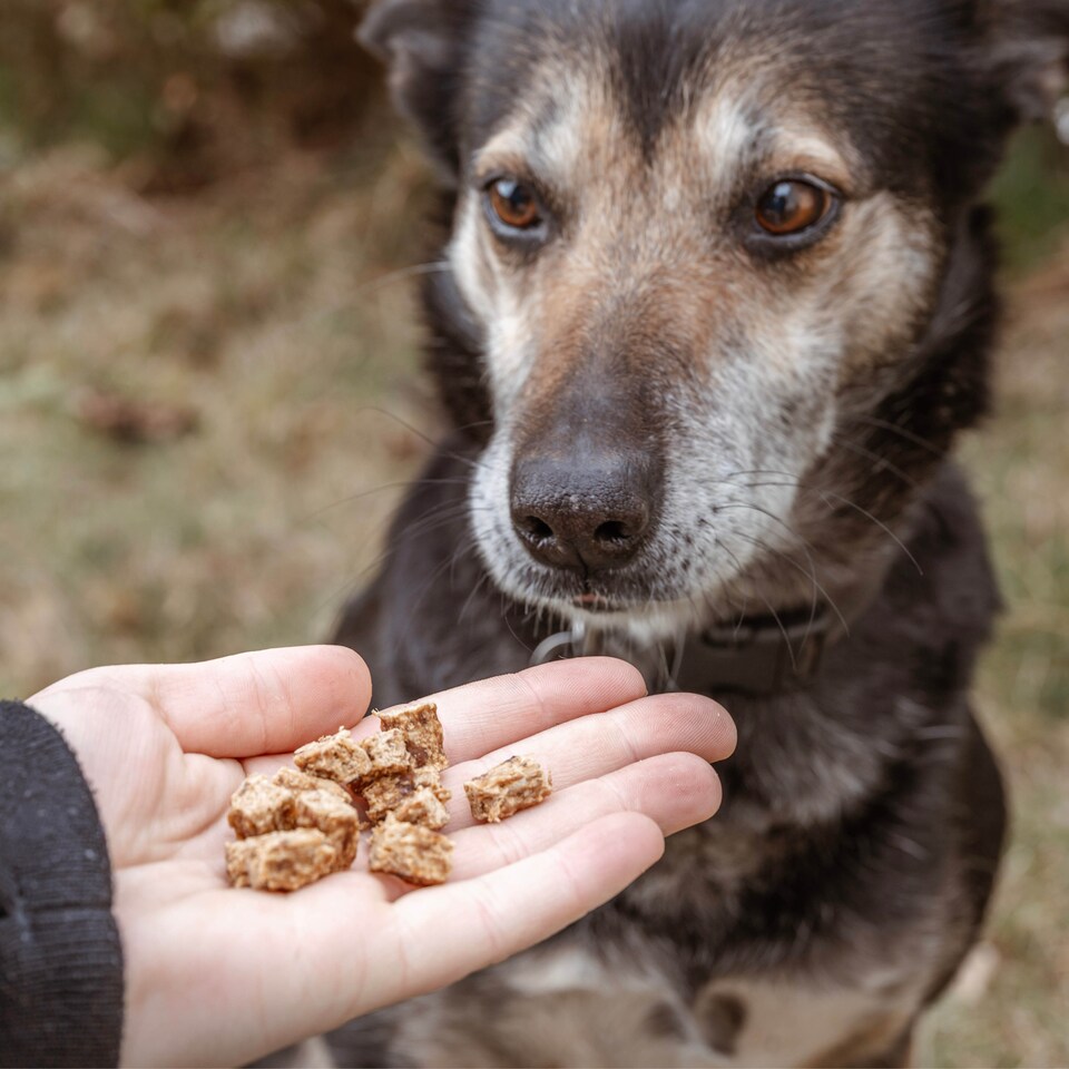 image 1 of Pero Natural Dog Treats - Duck Bites 1kg | Brown | 1kg | Duck | 1