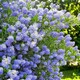 image 3 of Carbeth Plants 1 x Ceanothus Puget Blue Shrub in 9cm Pot - Evergreen Blue Flowering Shrub - Hardy, Garden Ready Outdoor Plant for Borders & Walls