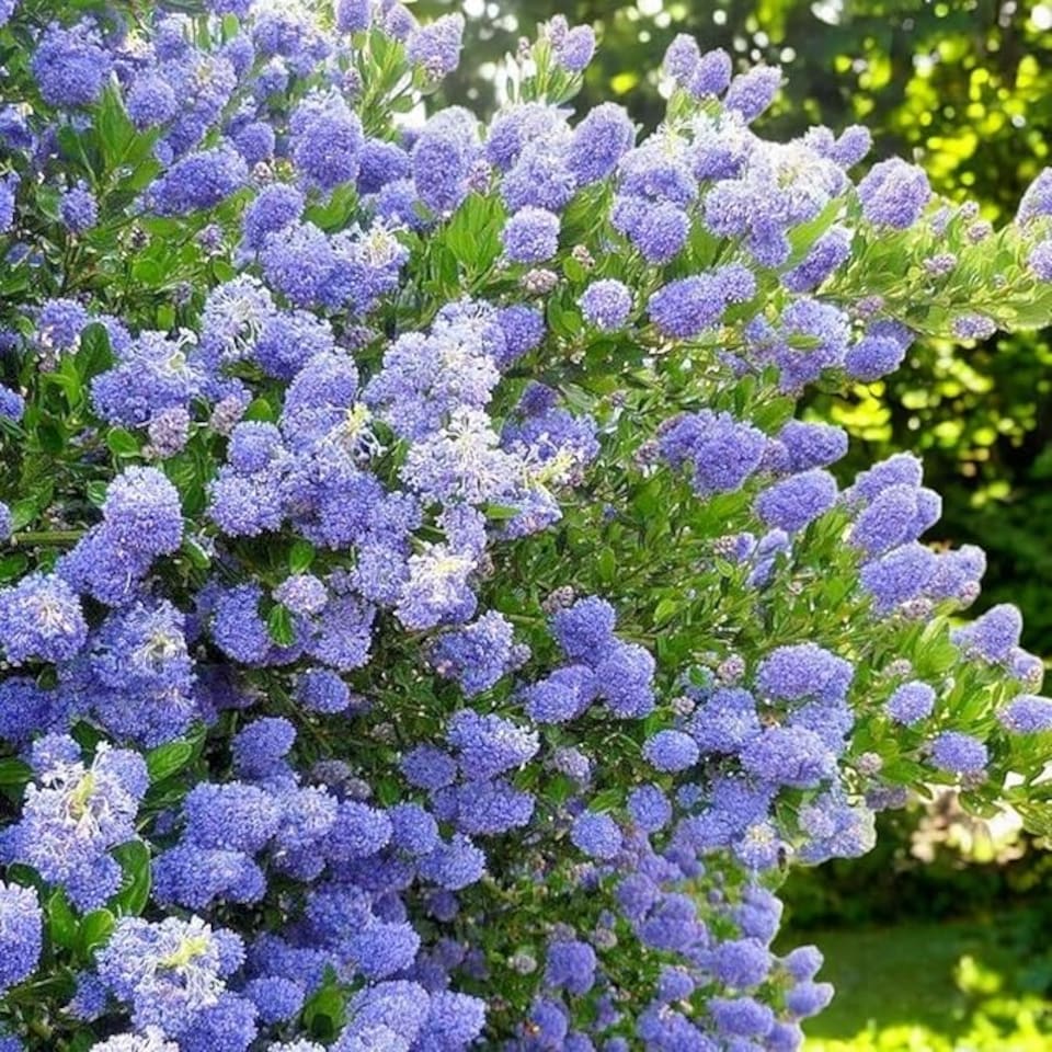 image 1 of Carbeth Plants 1 x Ceanothus Puget Blue Shrub in 9cm Pot - Evergreen Blue Flowering Shrub - Hardy, Garden Ready Outdoor Plant for Borders & Walls