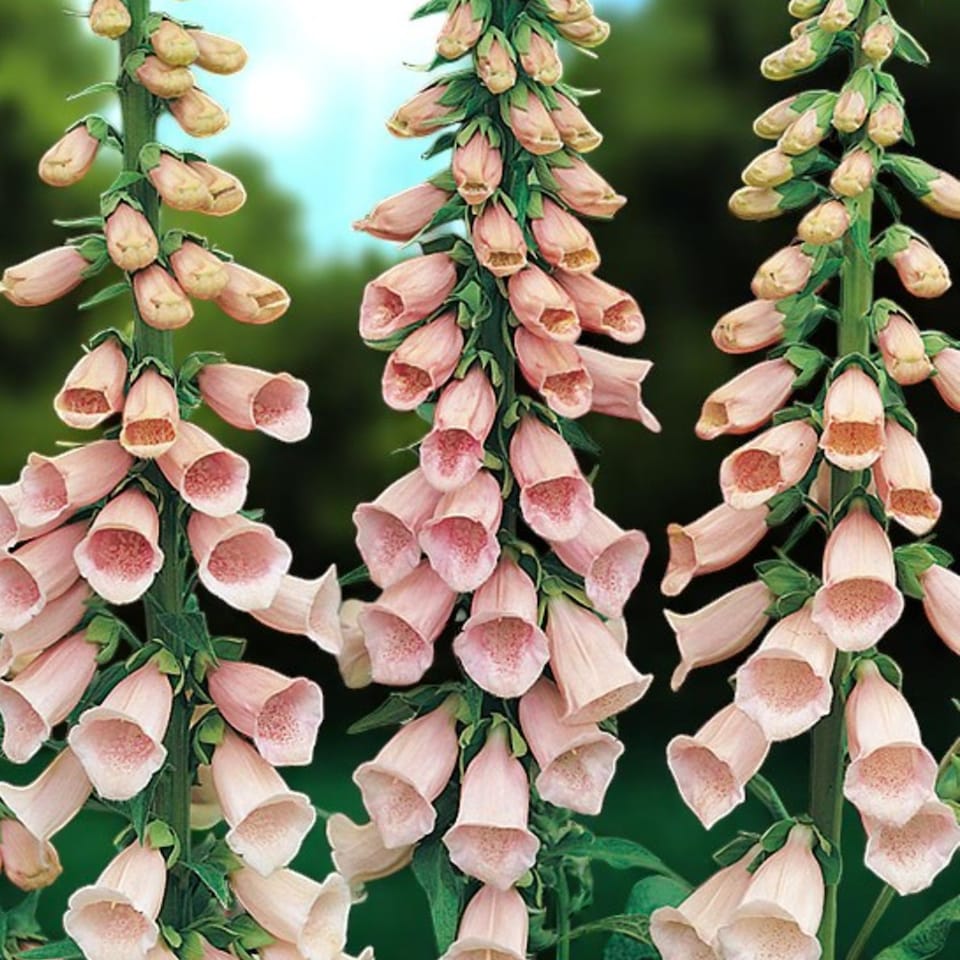 Carbeth Plants Digitalis Purpurea Excelsior Mixed 3 x 9cm Pot - Hardy  Biennial Foxglove Plants | Multi - Tesco Groceries