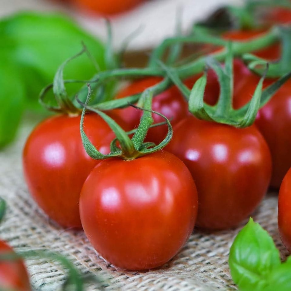 image 1 of Tomato Rubylicious 1 Seed Packet (20 Seeds)