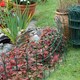 image 4 of Garden Border Fence Lawn Edging Green PVC Coated Wire Edge Fencing 10m (Height 400mm)