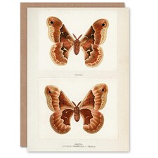 Sherman Denton Art Card Promethea Silk Moth Female